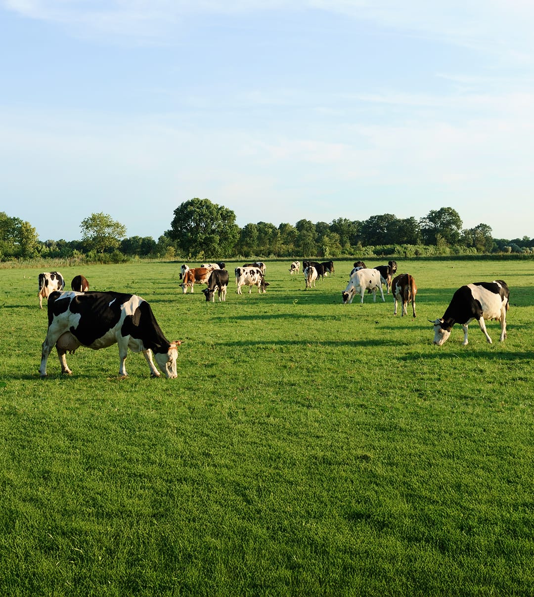 slideshow-mucca-4-dx